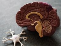 Essential Oils Promote Neuroplasticity Confirmed &ndash; a Groundbreaking Study on Essential Oils and Gray Matter Volume