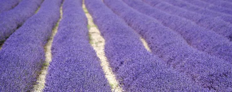 Lavender Blog.jpg